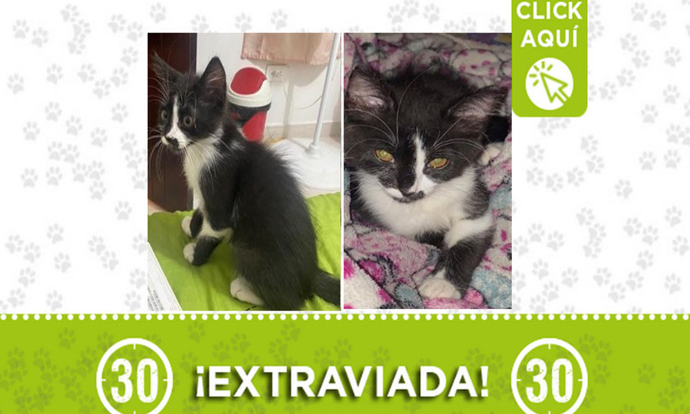 "Chanel" se extravió en Manrique ¡Comparte!