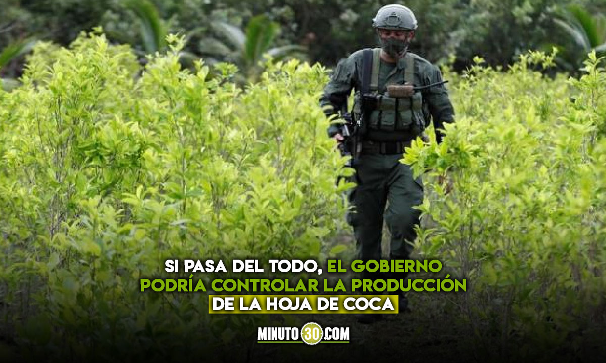 Congreso-aprueba-en-primer-debate-proyecto-que-regula-la-coca-en-el-pais Coca