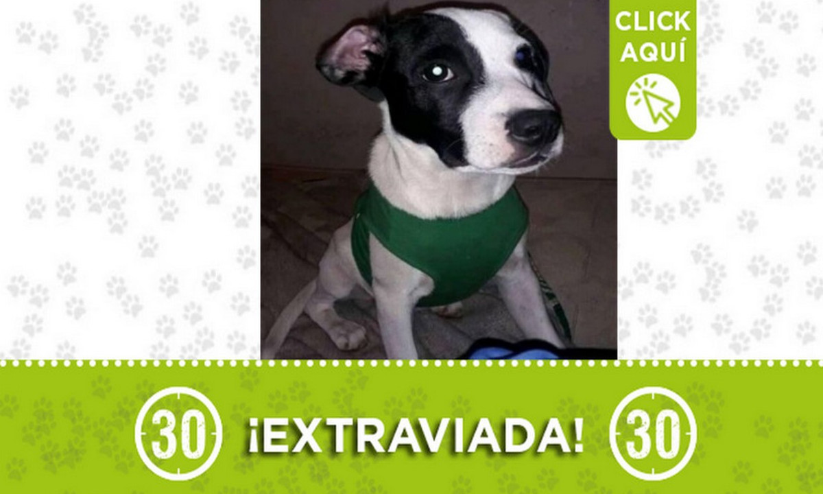 "Danna" se extravió hace ocho días en San Antonio de Prado 1 "Danna" se extravió hace ocho días en San Antonio de Prado