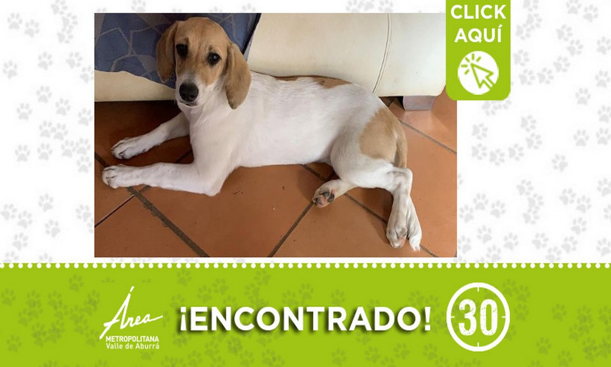 Este perrito fue encontrado en Barbosa ¿Lo reconoce? 1 Este perrito fue encontrado en Barbosa ¿Lo reconoce?