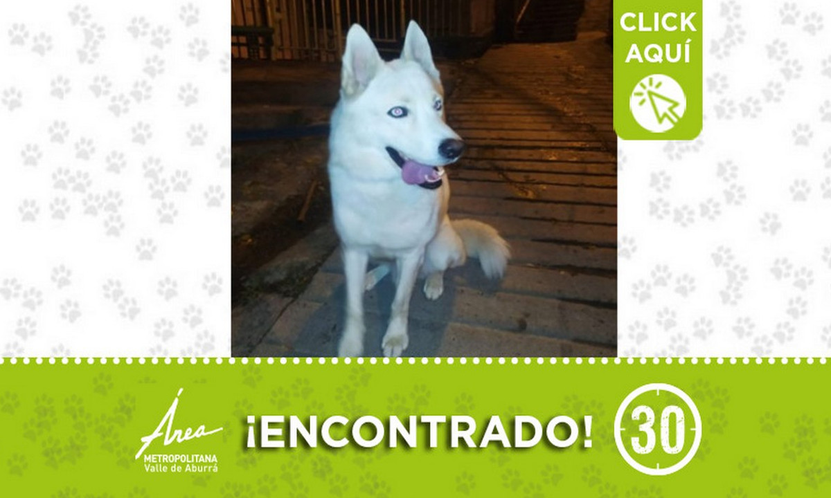 Buscan a la familia de este perrito encontrado en Calasanz 1 Buscan a la familia de este perrito encontrado en Calasanz