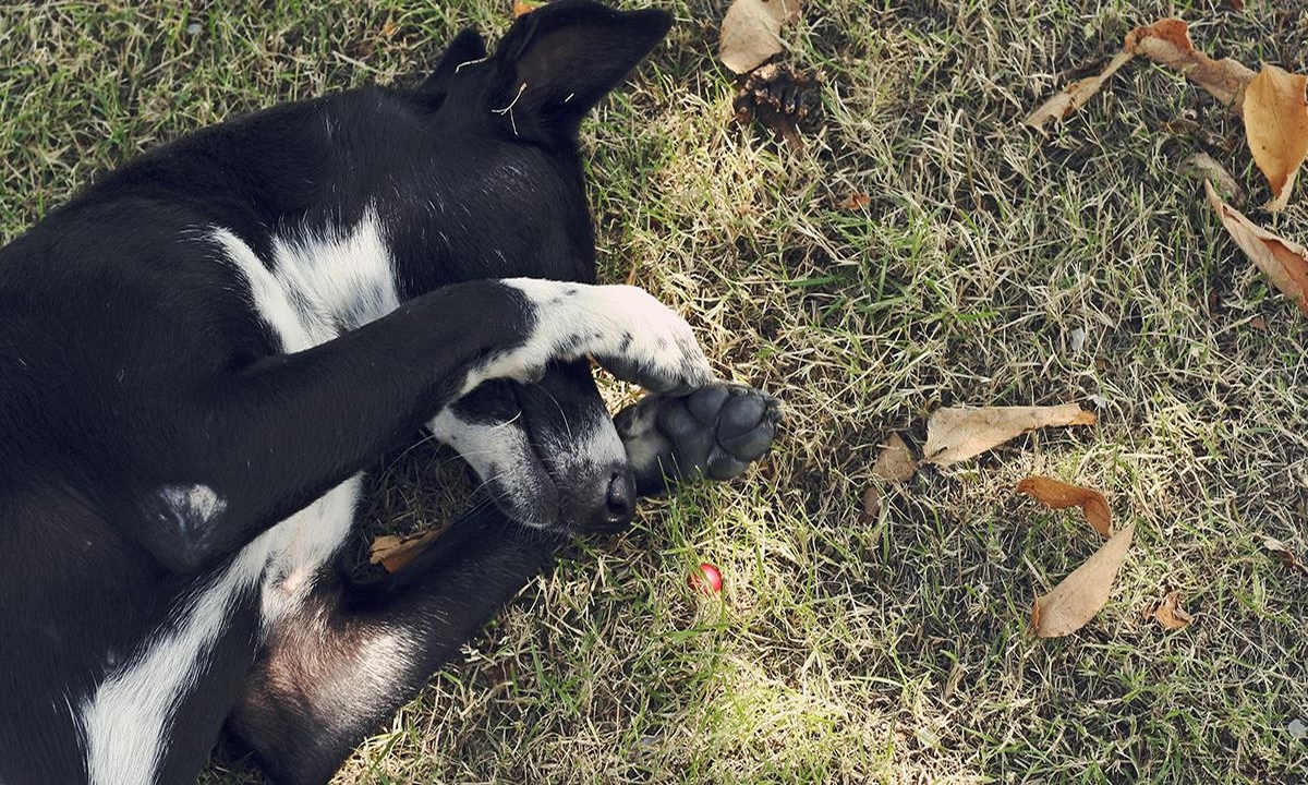 ¡Bien hecho! Fiscalía toma acciones judiciales por casos de maltrato animal en Tolima, Santander y Valle del Cauca 1 Fiscalía-maltrato-animal
