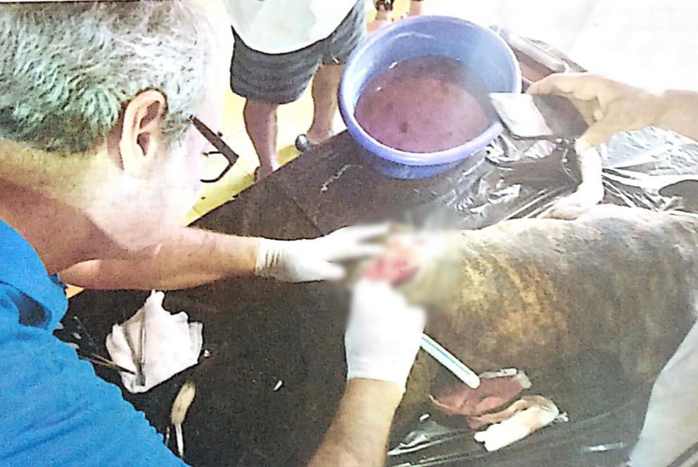 Fiscalía imputa cargos por casos de maltrato animal en Cundinamarca, Caldas, Córdoba y Bogotá 1 Fiscalia1