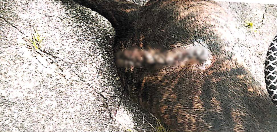 Fiscalía imputa cargos por casos de maltrato animal en Cundinamarca, Caldas, Córdoba y Bogotá 2 Fiscalía-maltrato animal