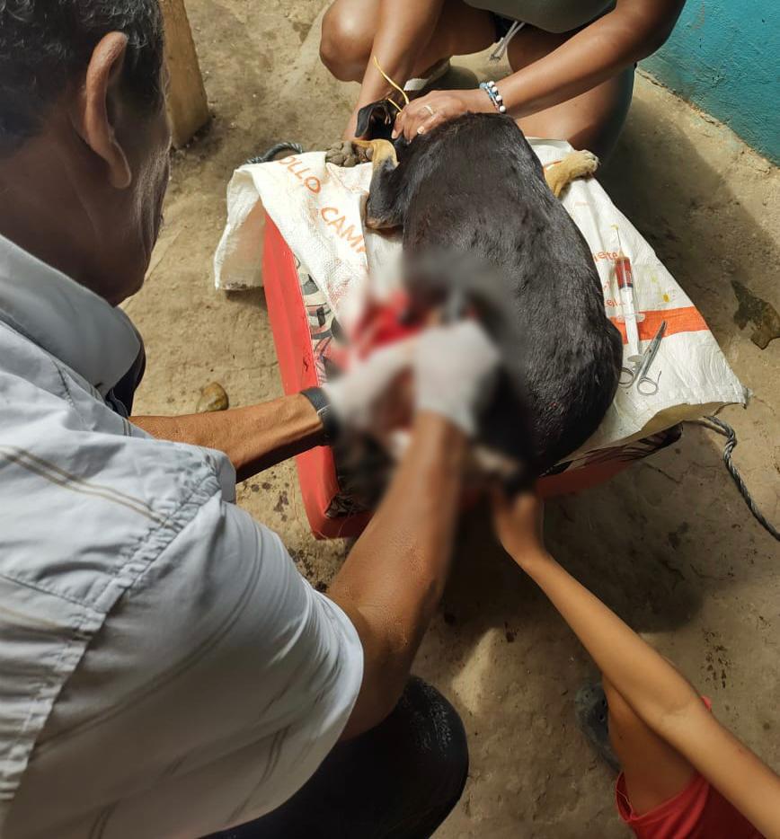Fiscalía imputa cargos por casos de maltrato animal en Cundinamarca, Caldas, Córdoba y Bogotá 3 Fiscalía-maltrato animal