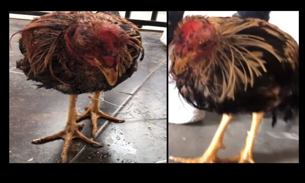 Video: Jóvenes de Rionegro denunciaron que botaron un gallo de pelea agonizando y dentro de un costal en el garaje de su casa