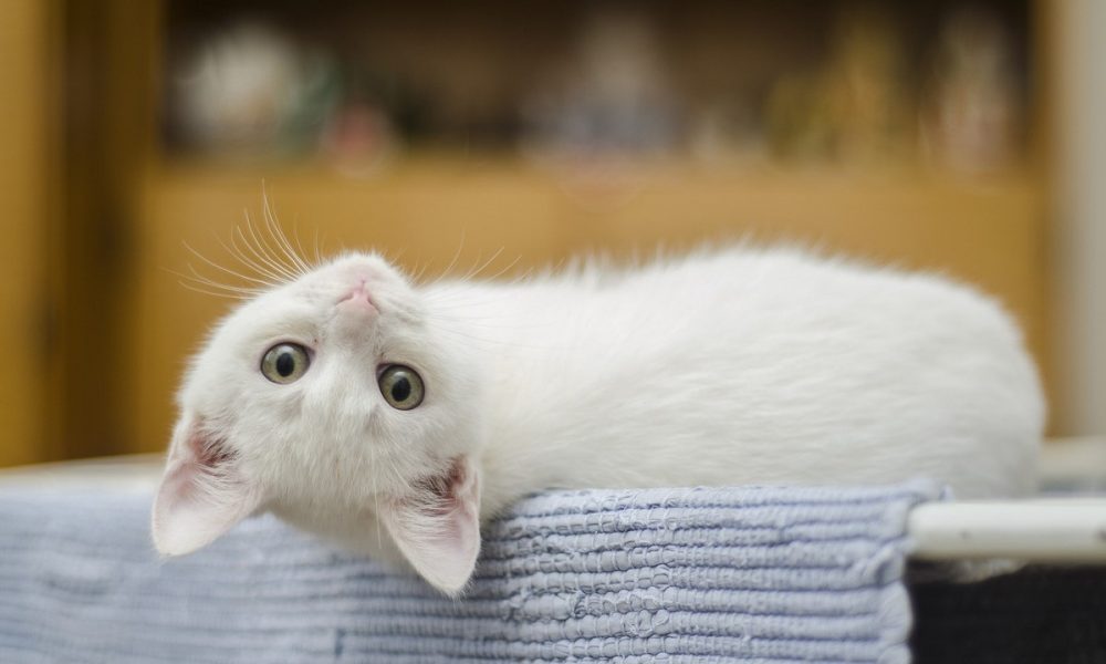 ¿'Narcogato'? Pillaron a un gato ingresando droga a una cárcel en Panamá