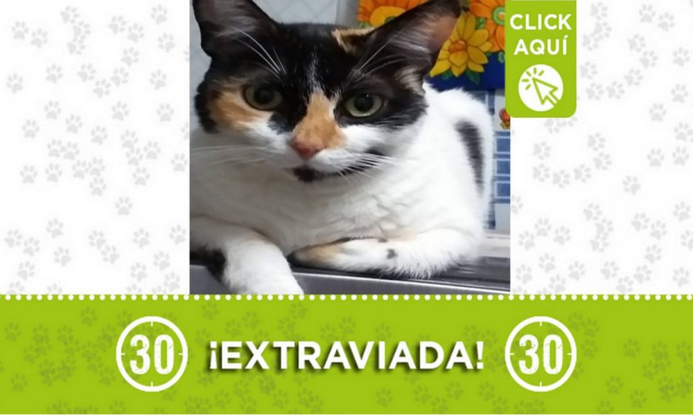 "Katy" se perdió en Itagüí