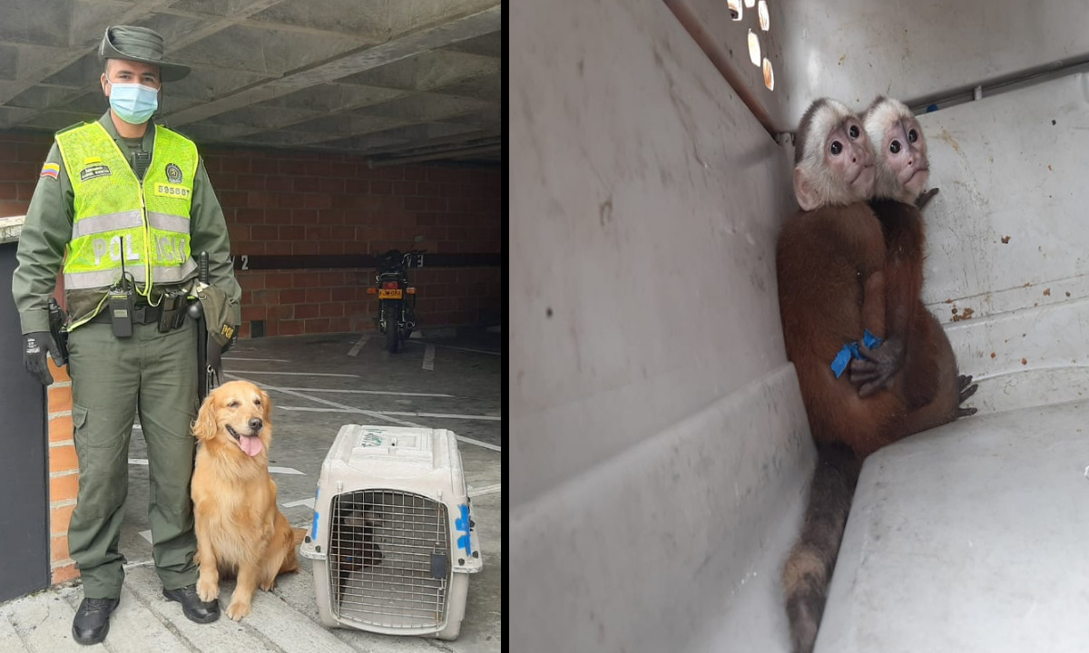 "Lila" ayudó a rescatar dos 'monos cariblancos' en Envigado 1 "Lila" ayudó a rescatar 2 monos cariblancos en Envigado