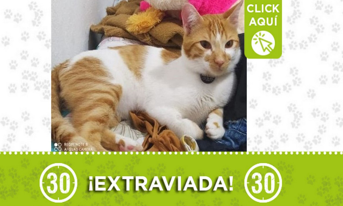 "Manchas" se extravió en Caicedo ¿La ha visto? 1 "Manchas" se extravió en Caicedo ¿La ha visto?