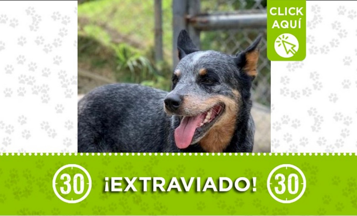 'Manchego' se perdió en Envigado, sector La Bota del Día 1 Manchego perdido