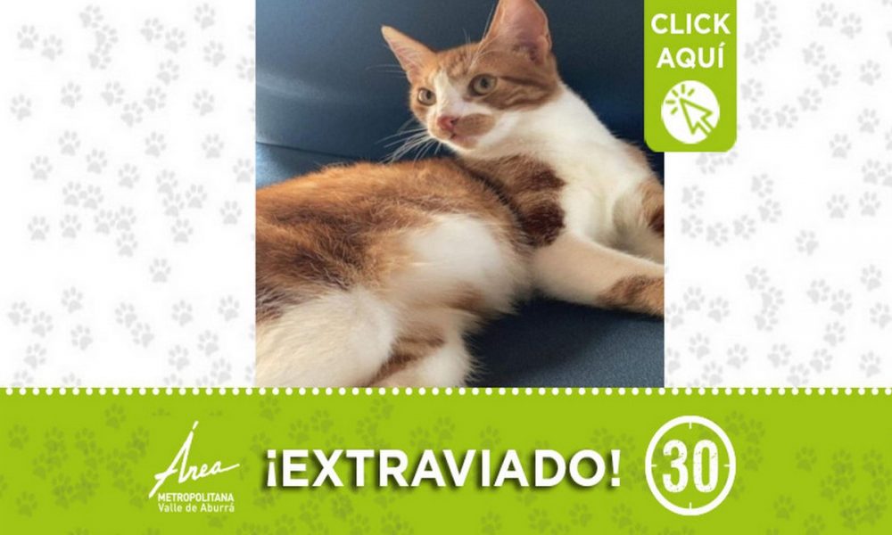 'Marco Polo" se extravió en Itagüí ¡Comparte!