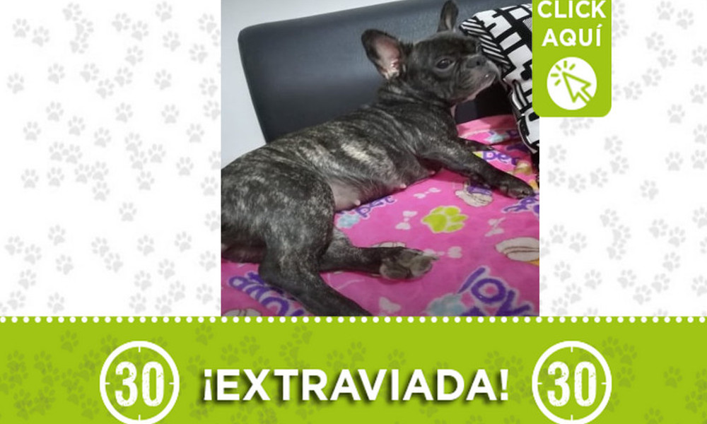 "Milu" se extravió en Itagüí ¿La ha visto?