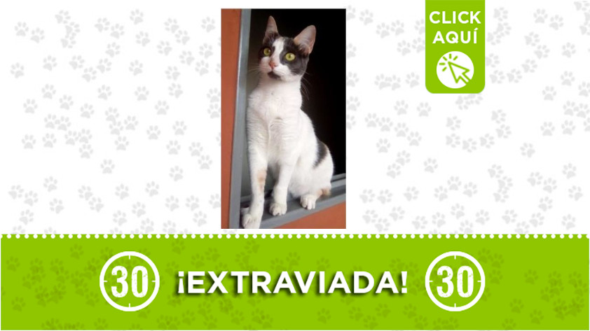 La familia de 'Nala' la está buscando ¡Comparte! 1 Nala
