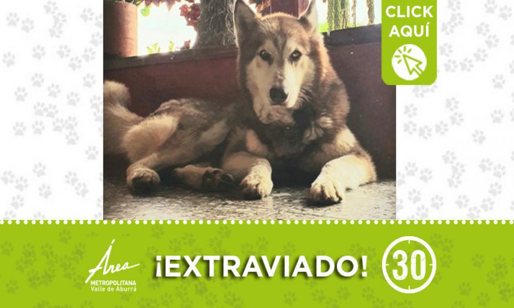 Busca a "Niko", se extravió en San Antonio de Prado