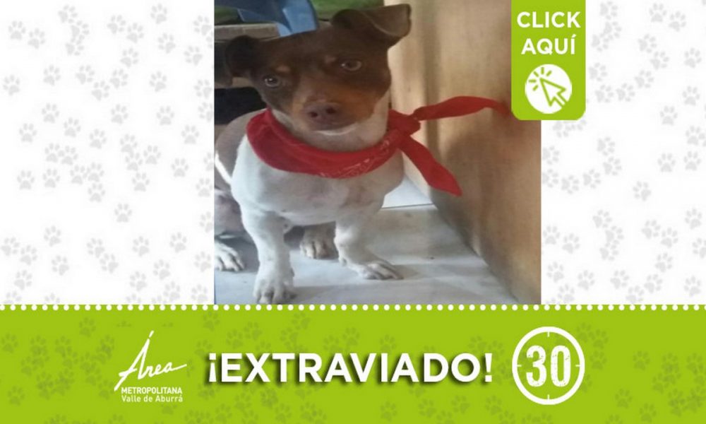 "Otto" se extravió en Villa Hermosa