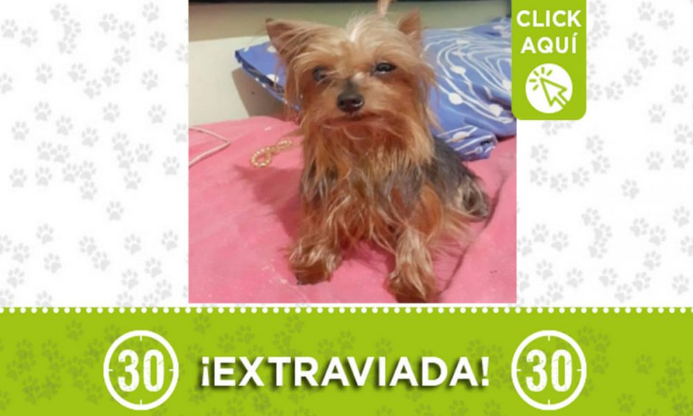Buscan a esta perrita en Manrique central ¿La ha visto?