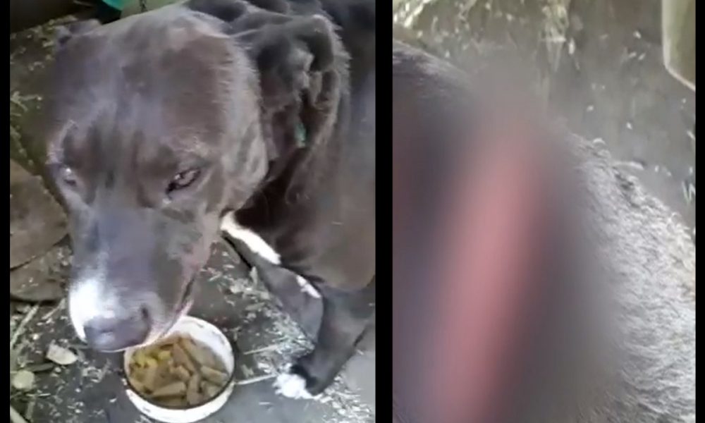 Video: ¡Salvaje! Sujeto intentó matar a un Pitbull solo porque le ladró a unos animales que iban con él