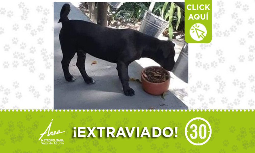 Buscan a "Roco", se extravió en San Javier