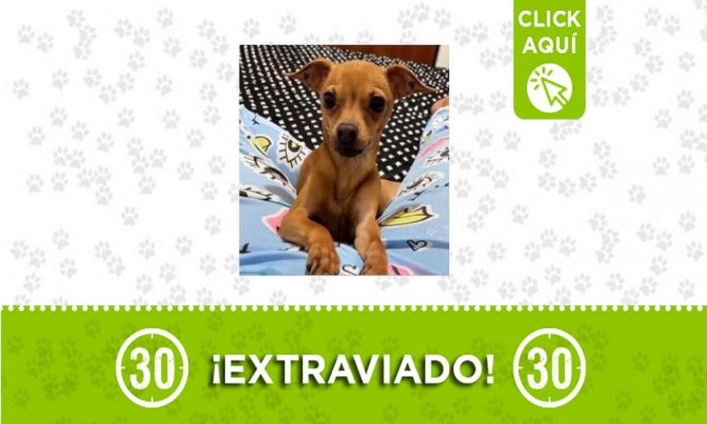 ‘Roman’ se perdió en Itagüí ¿Lo ha visto?