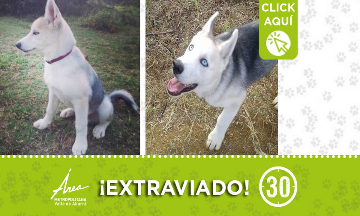"Satyr" se extravió en Bello ¡Comparte! 1 "Satyr" se extravió en Bello ¡Comparte!