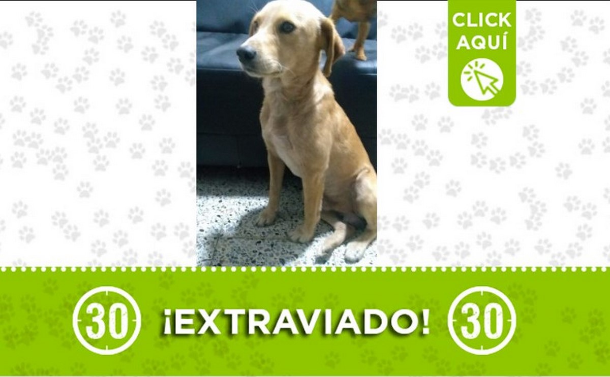 "Scott" se perdió en el barrio Calatrava de Itagüí 1 Scott