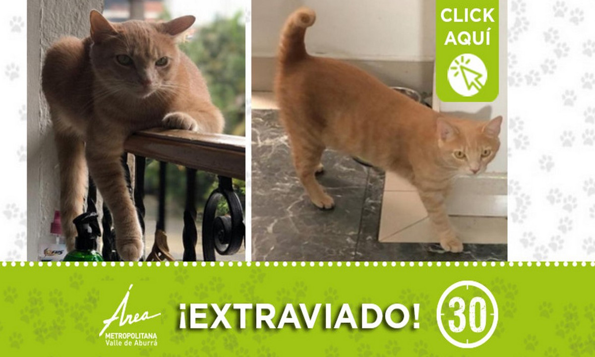 "Toby" se extravió en Envigado ¿Lo ha visto? 1 "Toby" se extravió en Envigado ¿Lo ha visto?