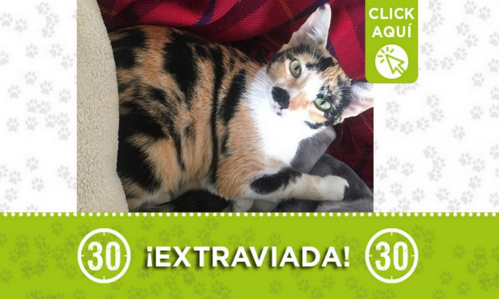 "Tortuga" se extravió en San Antonio de Prado