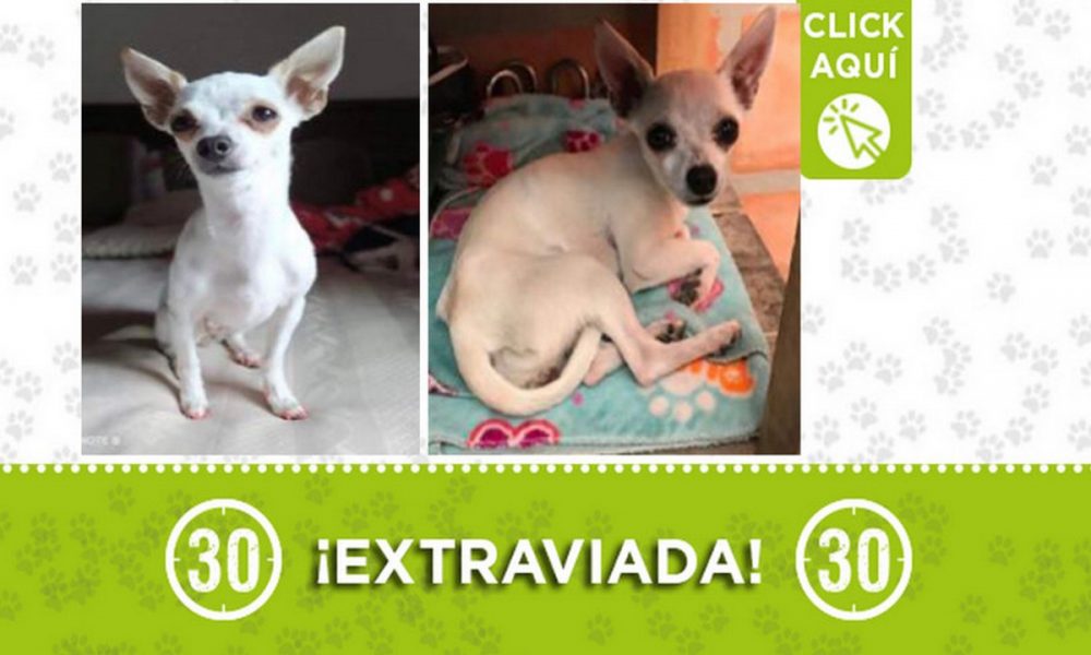 "Zury" se perdió en Acevedo ¿La ha visto?