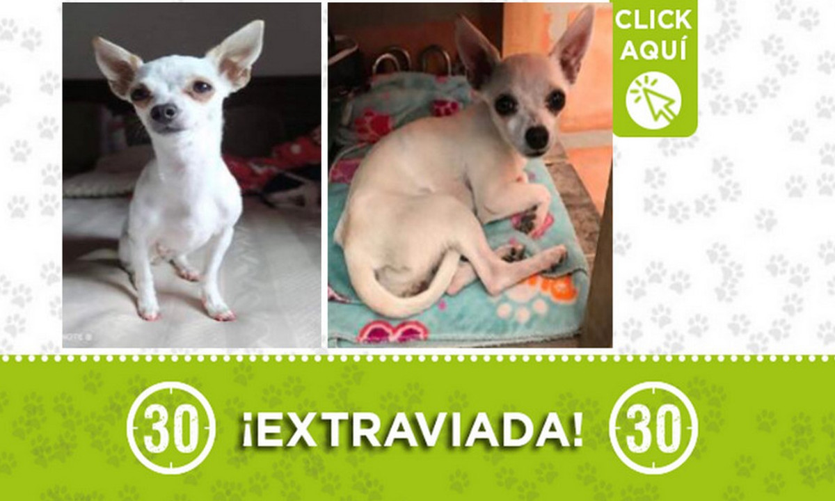 "Zury" se perdió en Acevedo ¿La ha visto? 1 "Zury" se perdió en Acevedo ¿La ha visto?