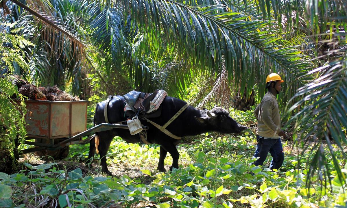 Aceite de palma, una de las apuestas de Colombia 1 Un trabajador arrea un buey con frutos de palma de aceite en María La Baja (Colombia). EFE/ RICARDO MALDONADO ROZO/Archivo