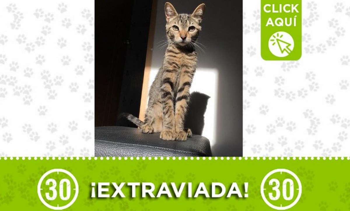 "África" se perdió en el barrio Caicedo 1 africa gata