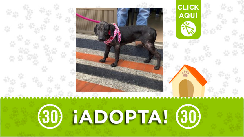 'Ágata' está buscando una familia amorosa que la adopte 1 Ágata-adopción