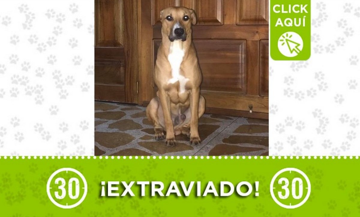 "Aron" se perdió en Buenos Aires, ¿lo ha visto? 1 aron
