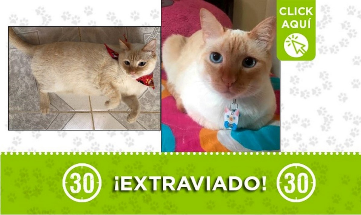 'Aslan' se perdió el 14 de abril en vereda La Travesía de San Vicente Ferrer 1 Aslan perdido