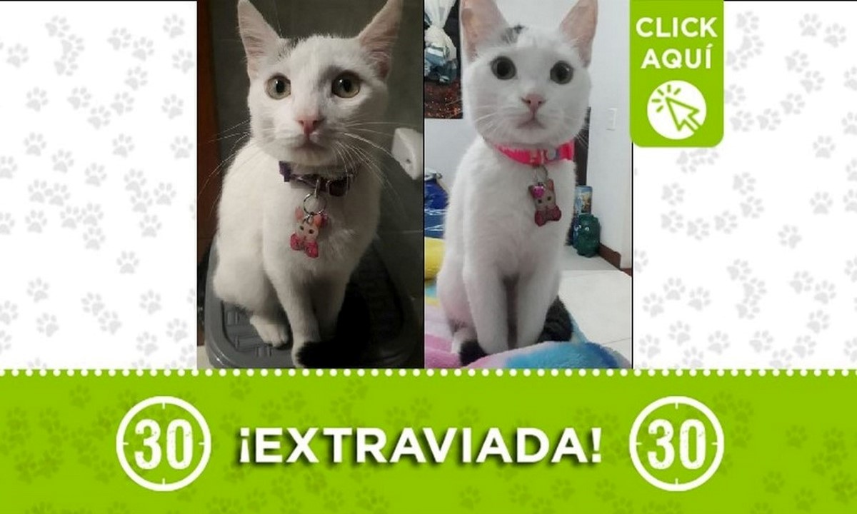 'Chisca' se perdió en Robledo Miramar, ¿la ha visto? 1 Chisca perdida