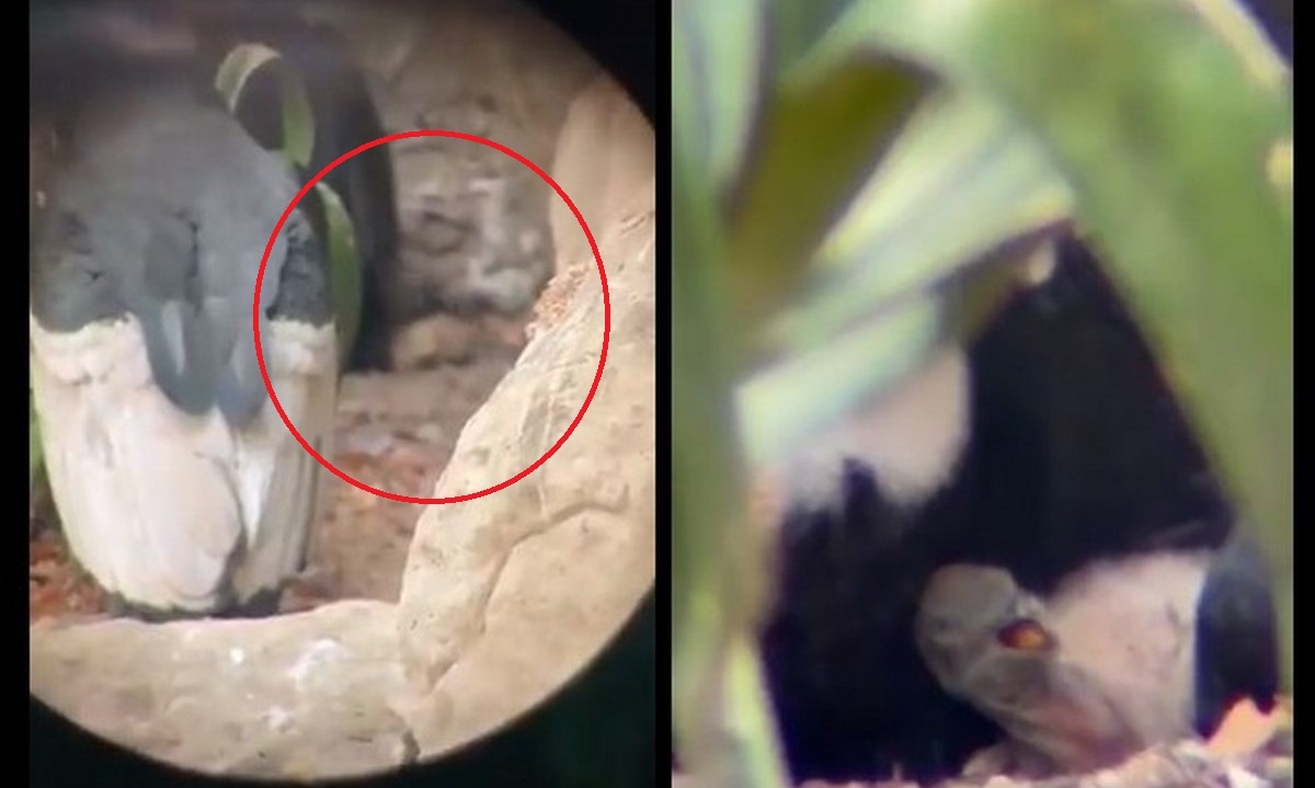 VIDEOS. Nació un cóndor de Los Andes en Cartagena: especie en peligro de extinción 1 condor andes nacio