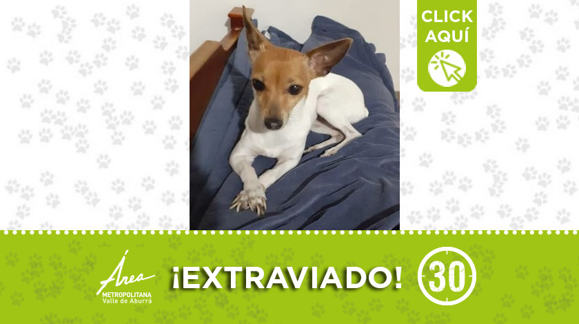 "Croazan" se extravió en el barrio Pachelly ¿Lo ha visto? 1 "Croazán" se extravió en el barrio Pachelly ¿Lo ha visto?