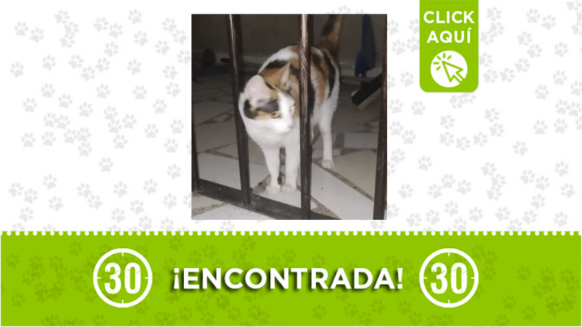 Esta gata fue encontrada en Copacabana