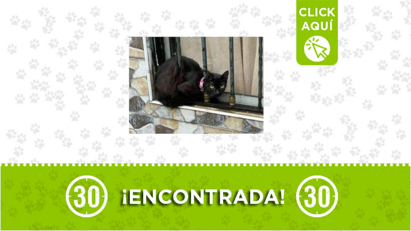 Esta gata fue encontrada en el barrio Córdoba 1 Córdoba-gata-encontrada
