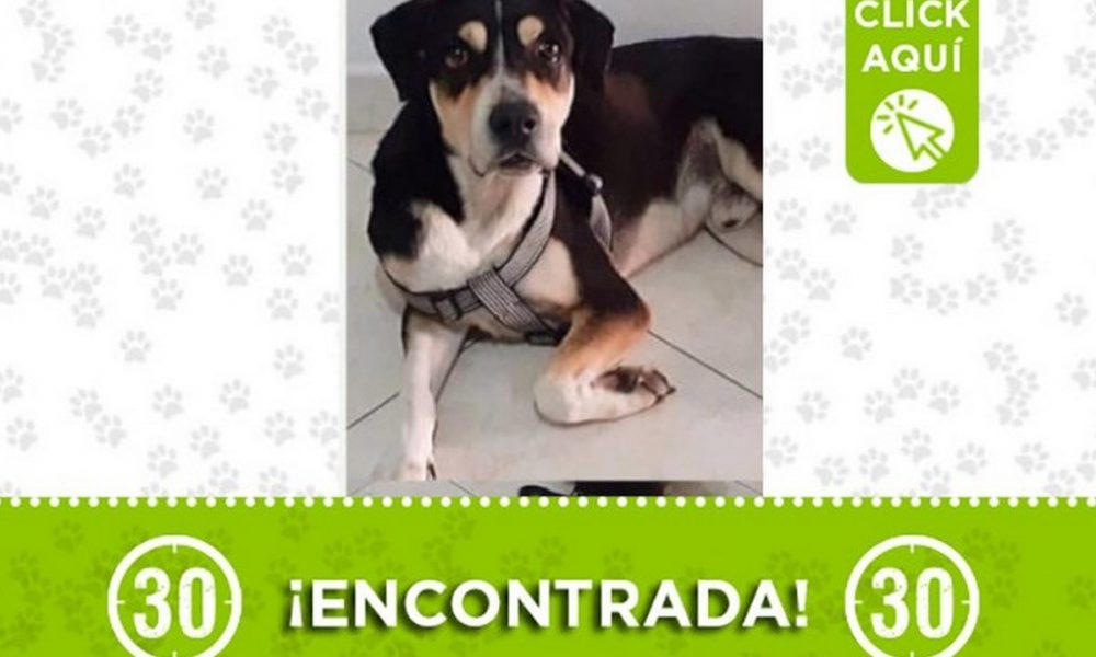 Esta perrita fue encontrada en el barrio López de Mesa