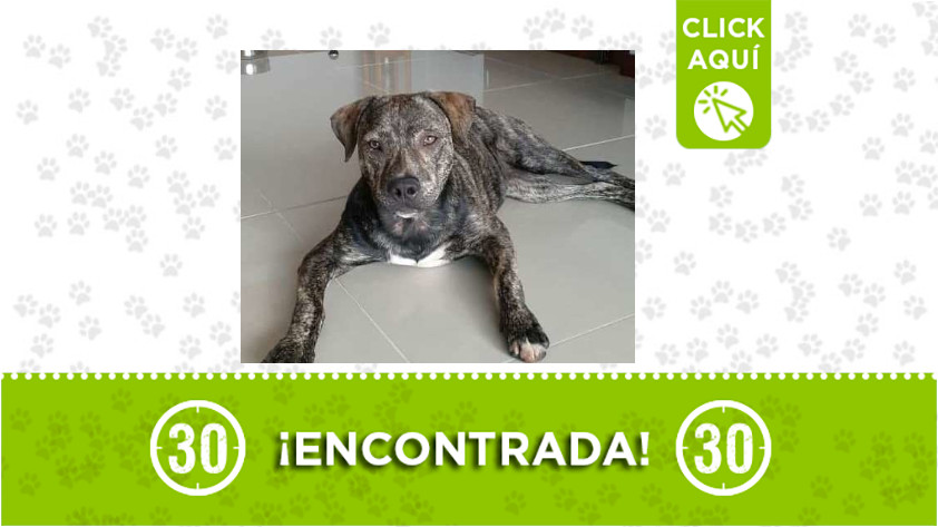 Esta perrita fue encontrada en Calasanz ¿Sabe de quién es? 1 Calasanz- perrita