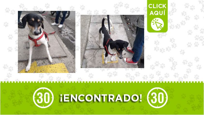 Ayacucho-perro-encontrado