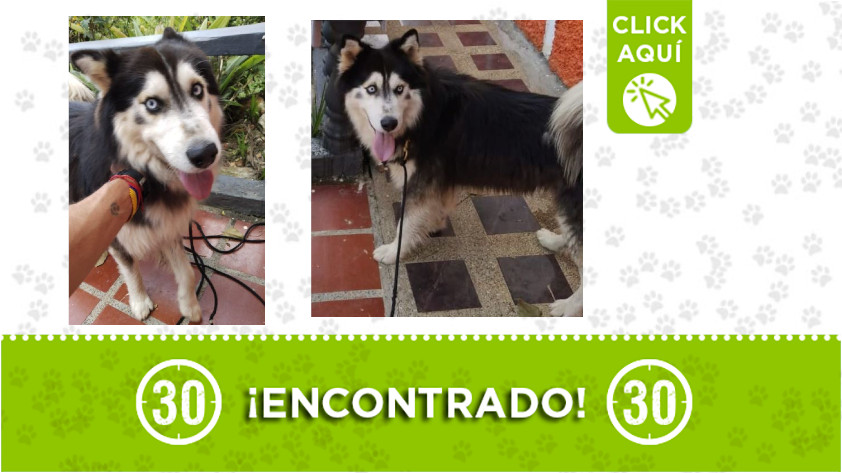 perrito-encontrado-vereda Canoas