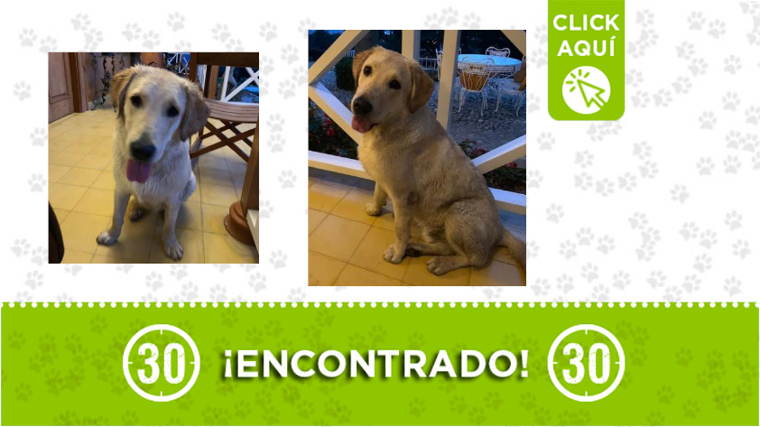 Este perrito fue encontrado en Envigado ¿Lo reconoce? 1 Envigado-encontrado