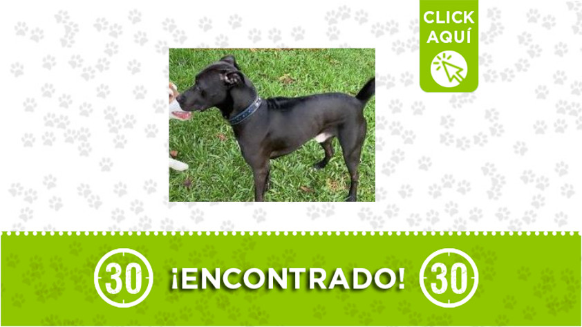 Este perrito fue encontrado en la Loma del Indio ¿Lo reconoce? 1 Loma del Indio-encontrado