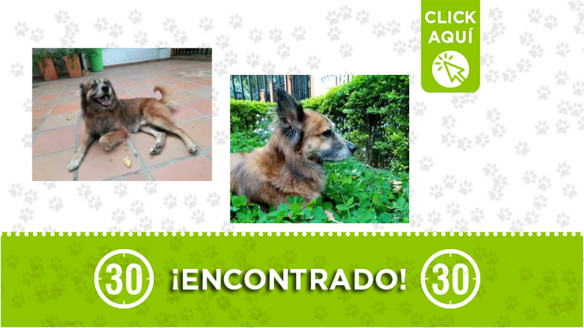 Este perrito fue encontrado en Belén, La Palma 1 Belén-perro-encontrado