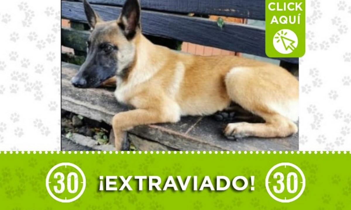 "Benji" se perdió en Envigado, ¿lo ha visto? 1 envigado perro