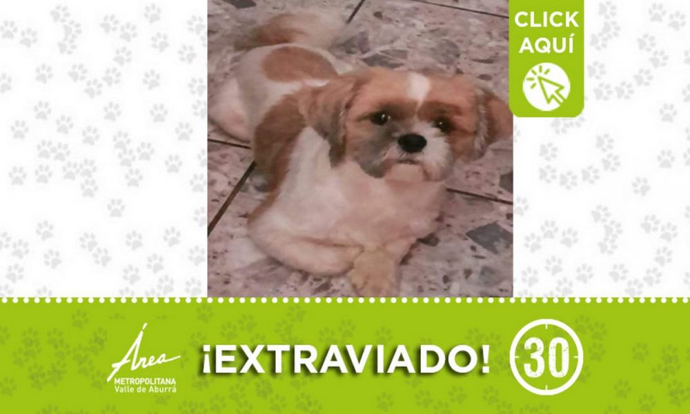 "Terry" Se extravió desde ayer en Niquía