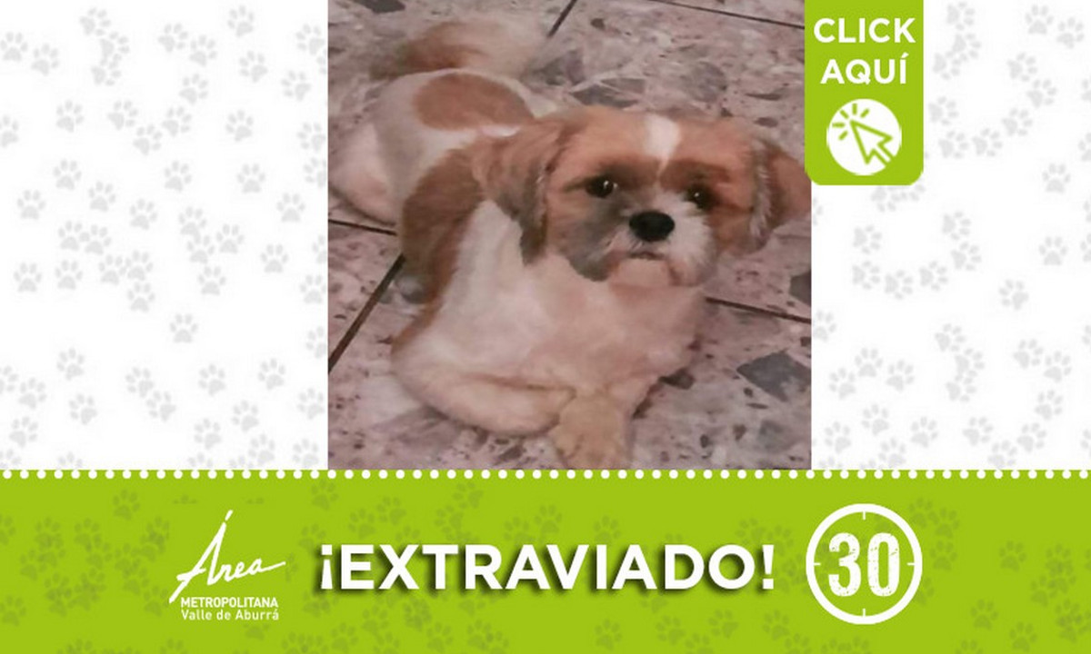 "Terry" Se extravió desde ayer en Niquía 1 "Terry" Se extravió desde ayer en Niquía